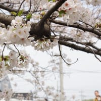 江川せせらぎ緑道の桜