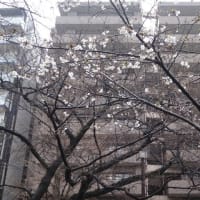 桜祭りの跡