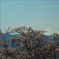 山梨の桃源郷、満開でした・・・。