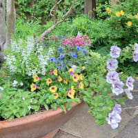 バラ後のローズガーデンが素敵🌼