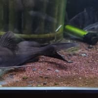 バグルス メリディオナリス約27cm