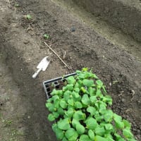 黒枝豆の定植