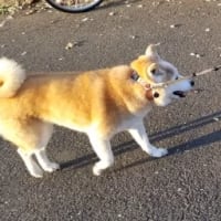 クリンへの想いは尽きなくて・・・265