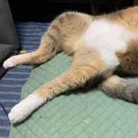 毎日胃がキリキリ