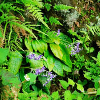 ハナショウブ、イヌヌマトラノオ、イワタバコ（板橋区立赤塚植物園 2025.6.8 撮影）