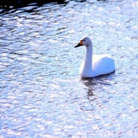 菅生沼の白鳥たち