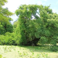 勧修寺Ⅱ