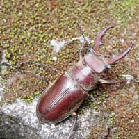 玄関先に小さな訪問者クワガタ