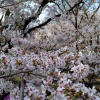 信州お花見②