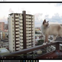 マンション8階の手摺の上を歩く　猫　危険がいっぱい