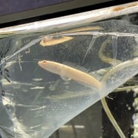 にしーお
