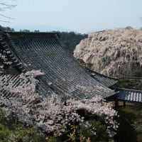 全身で感じた、吉野山の桜