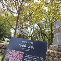 大仙公園の桜〈2024年4月5日スマホ撮影〉