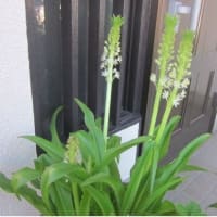 宿根草 の読み方 気ままな思いを