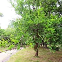 大仙公園