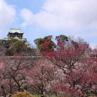 大阪城　梅林（２０２５年３月７日）静止画