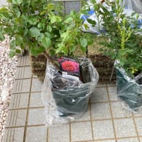 「バラの家」に行ってきました