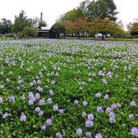 行田市の水城公園
