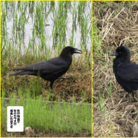 幼鳥だったカラスが。。。