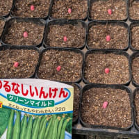 追加の豆蒔き
