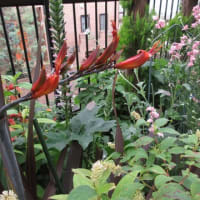 6月　ニューサイランの花