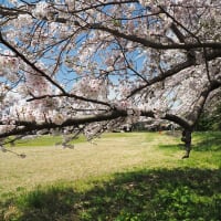 日立の桜満開、散り始め