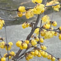 2月12日のPCアート教室ではPowerPointの描画ツールの使い方を学習しました