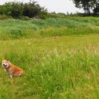 雨上がりの散歩