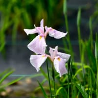 ６月9日月曜日、晴れ☀️