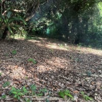 未開の山の整備〜野生を感じるリトリートに向けて〜