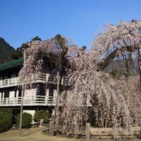 身延山のしだれ桜