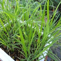 稲植え付け