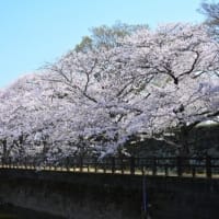 満開の桜 と 姫路城 '25.4.7