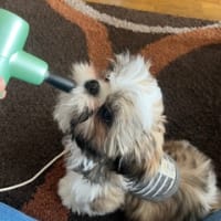 おもちゃではない。