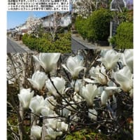 花巡り「梅－378」  幸手市香日向