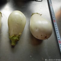 ＜我が家の菜園522＞　ナス　収穫