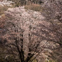 屏風岩公苑の山桜　その２