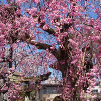 光禅寺の桜