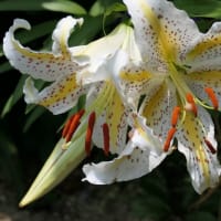 ヤマユリ開花