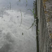 草抜き