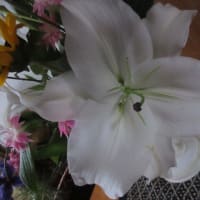 アマリリスの開花　と　ユリの雄しべ