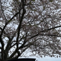 桜といちご