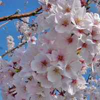 4月2日(東京の桜は今日の雨で終わりそうだ)