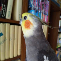 今日も輝いてる