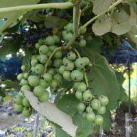 いつの間にか季節が変わっていました。