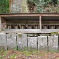 徳島県神山町、阿野宮分「左手宮八幡神社のスギ」（町指定）です！！