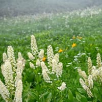 コバイケイソウはそろそろ種に