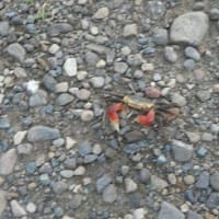 浜松で見つけた蟹