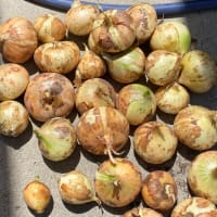 諦めて収穫　ダメだわ　　夏野菜はどうかな