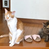 ６月１５日　　ねこ展搬入日